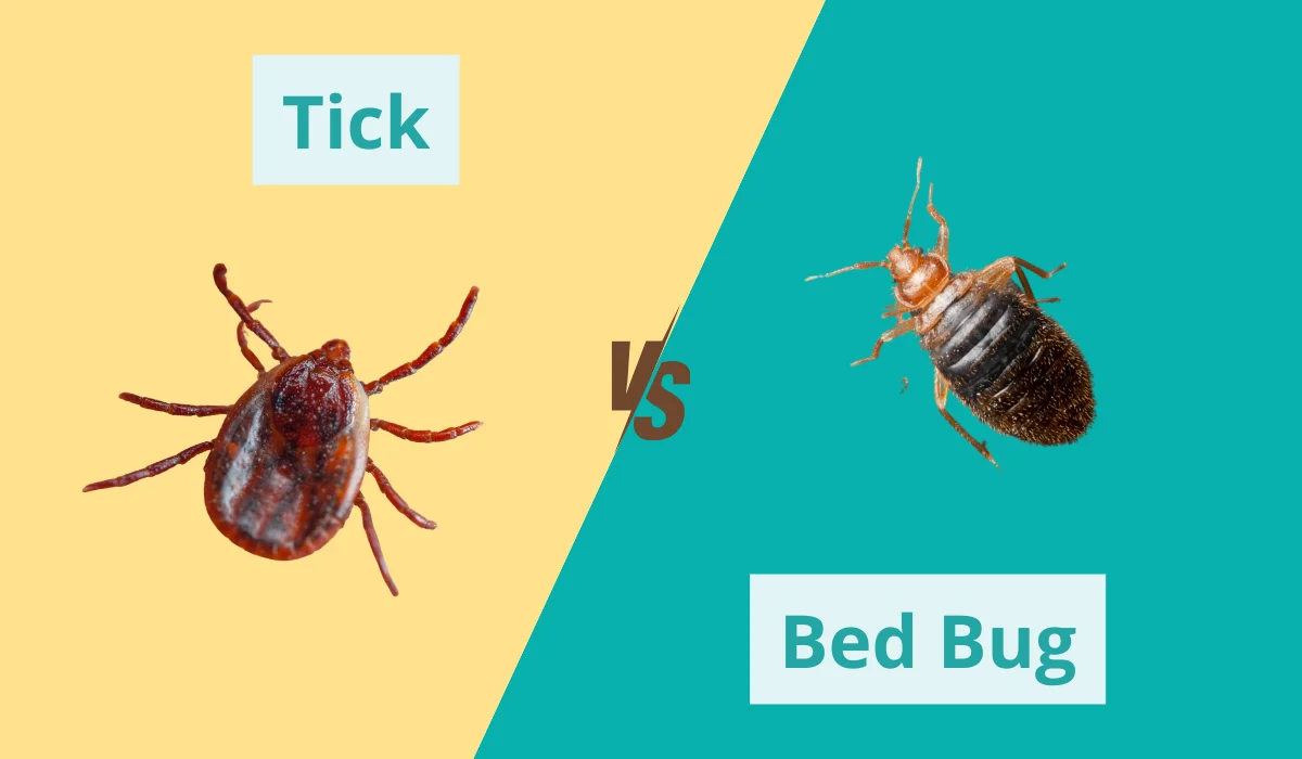 tick vs bed bug comparison