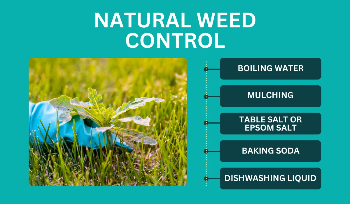 natural weed control methods