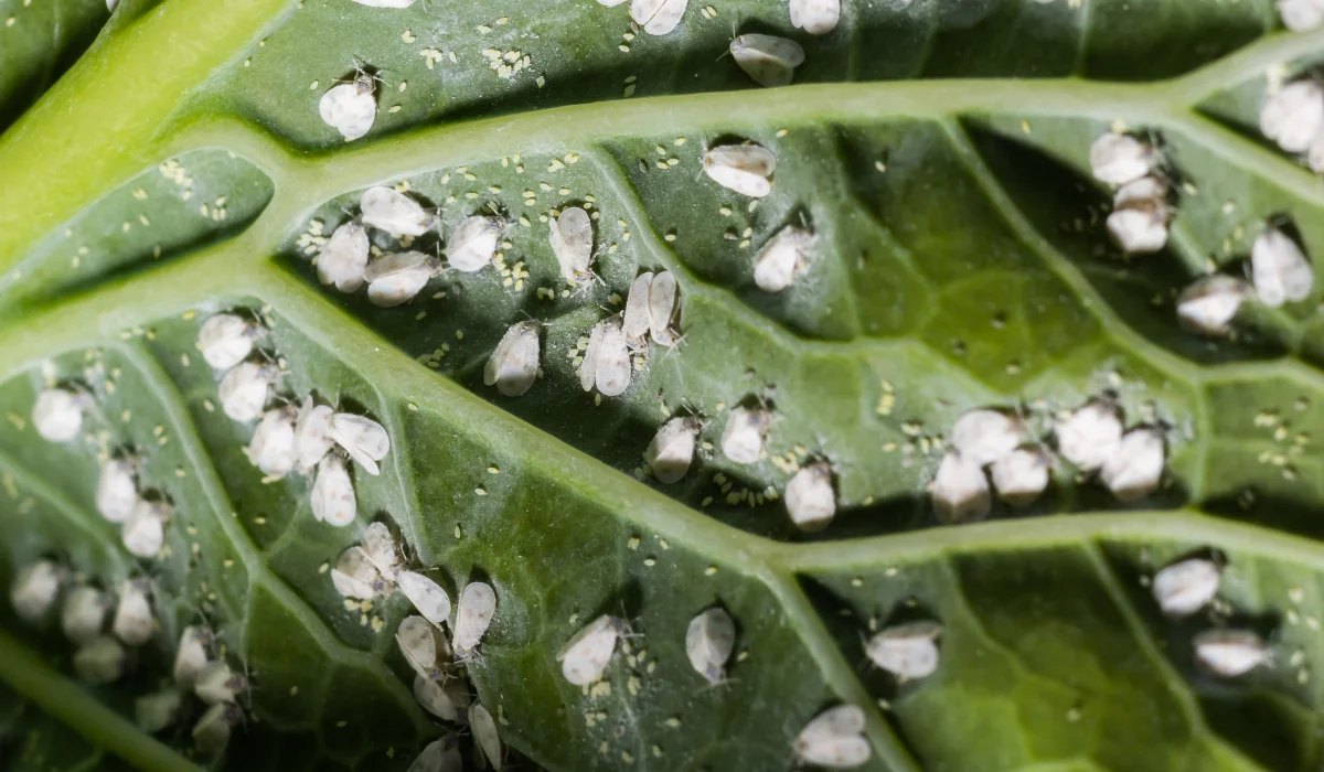 whitefly on a plant