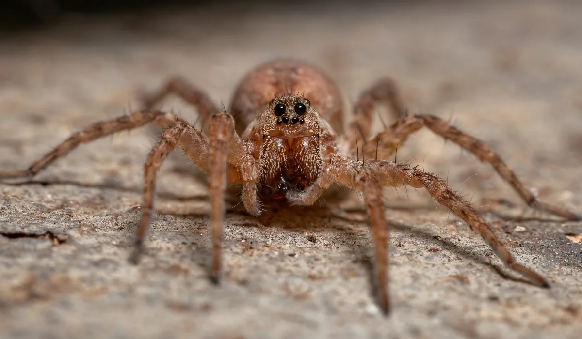 wolf spider