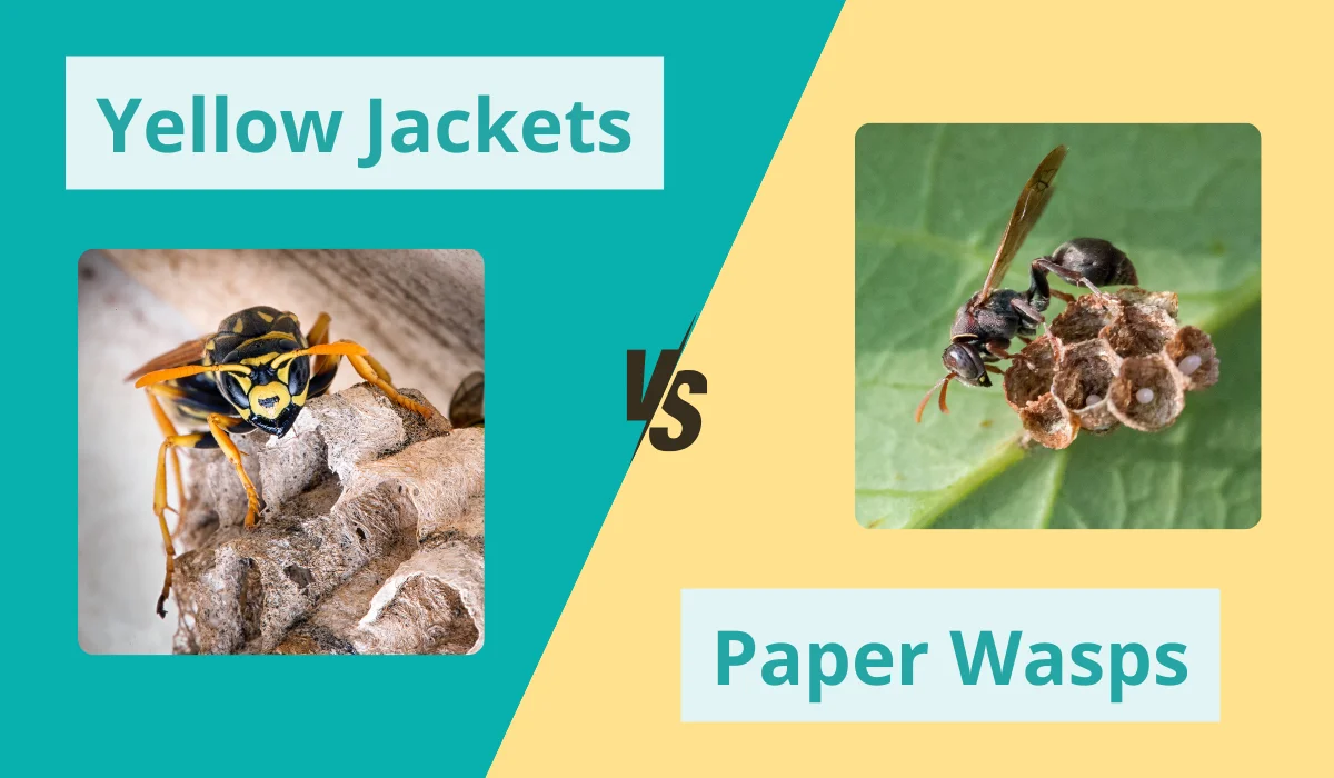 yellow jacket vs paper wasp comparison