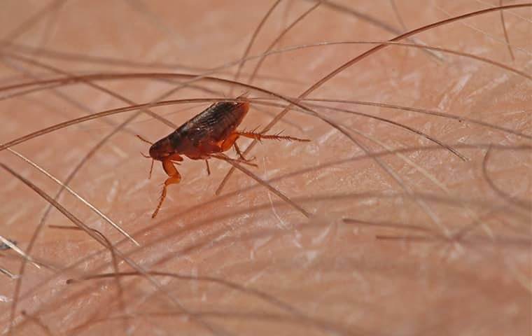 flea on top of the skin