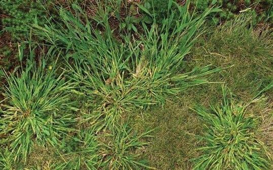 Dallisgrass and crabgrass on the ground