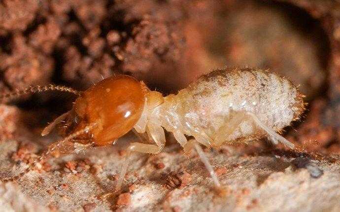 termite close up