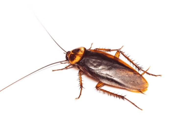 cockroach upclose