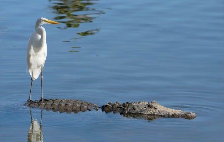 egret riding an alligator