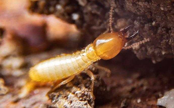 termite on the ground