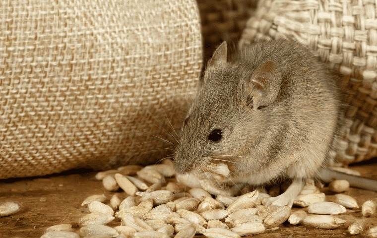 rodent eating grain