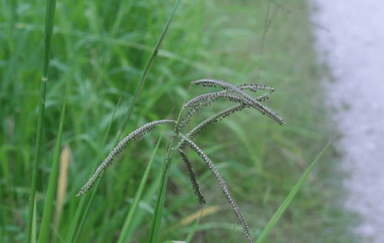 Dallisgrass and crabgrass on the side of the road