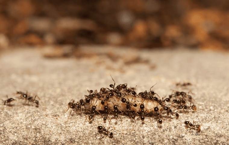 Big headed ants