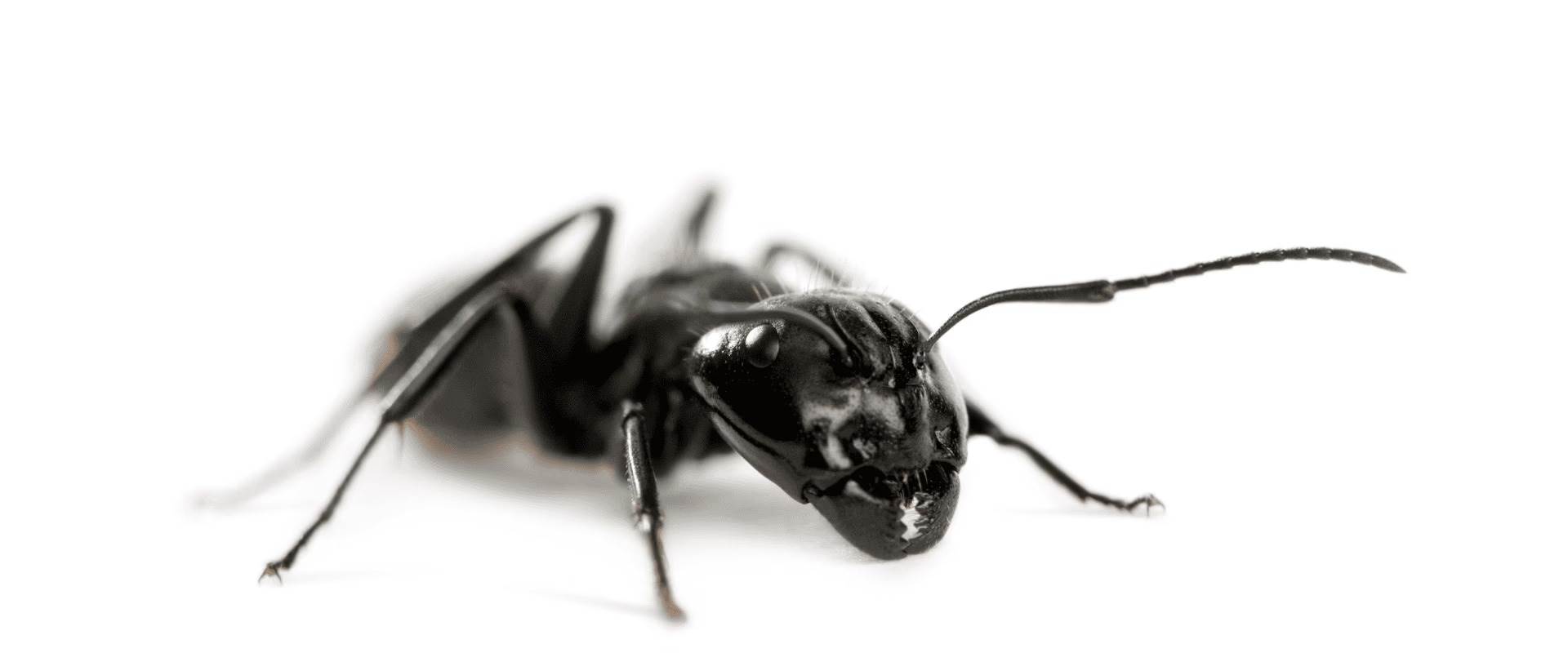 carpenter Ant