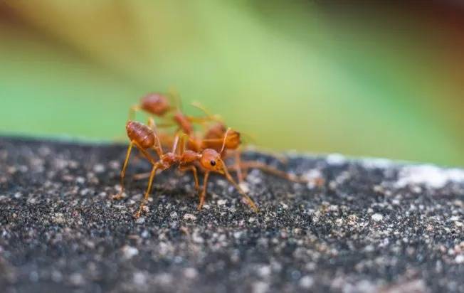 Crawling fire ants