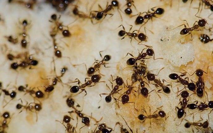 Gathering ants