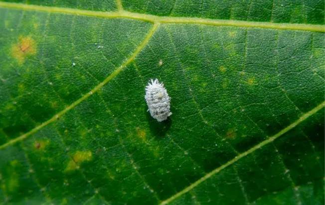 mealybug crawling on a leaf