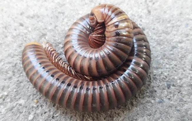 millipede on a pavement