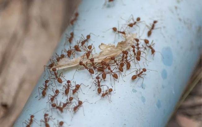 Pharaoh ants carrying dead insect
