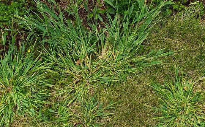 Crabgrass weeds