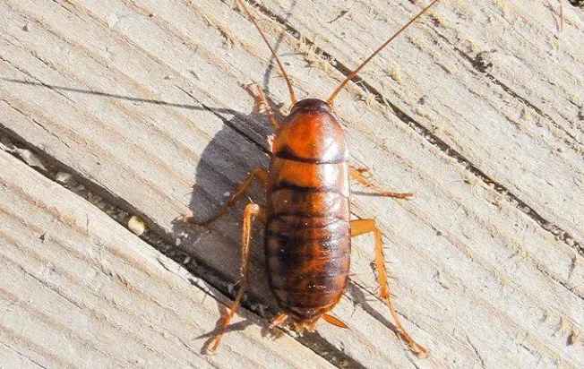 Asian cockroach