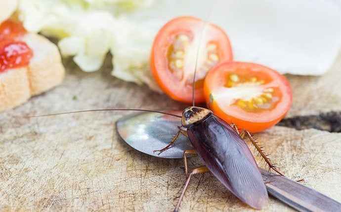 Cockroaches In your Kitchen