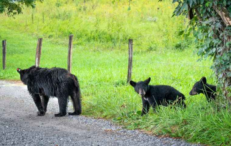 bear family crossing