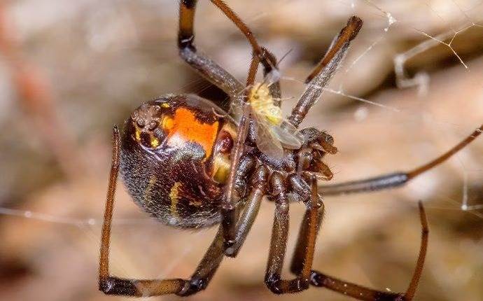 Brown widow spider