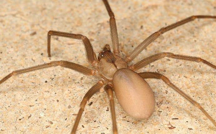brown recluse spider upclose