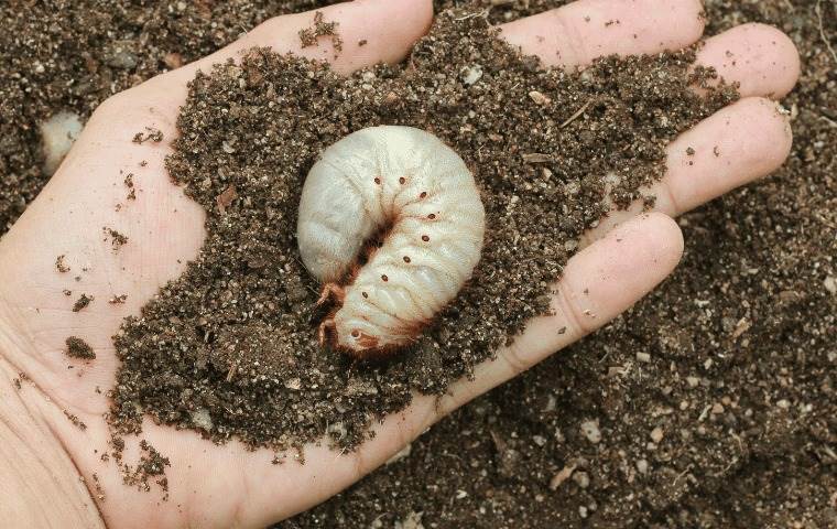 grub worm in the soil
