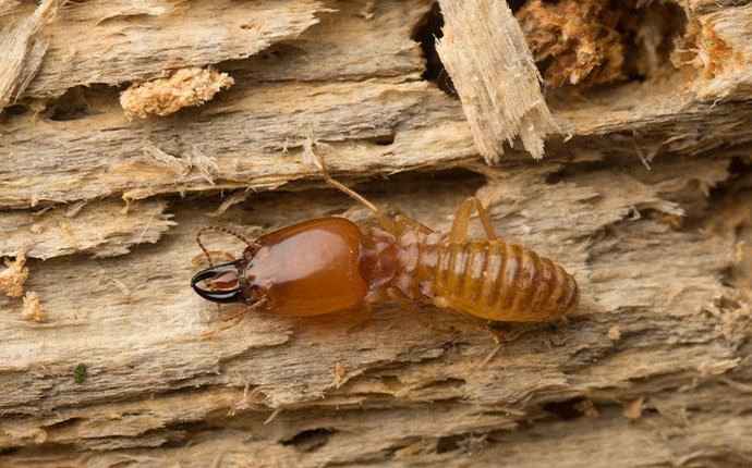 termite on a wood