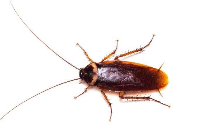 Common cockroach
