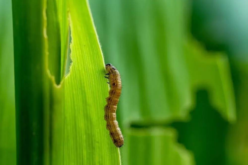 little fall armyworm