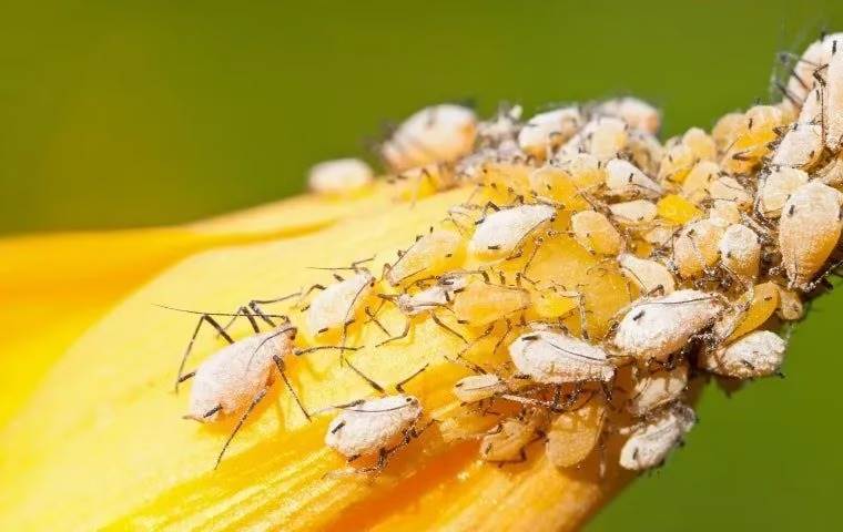 Aphids on top of a plant