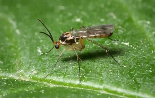 Fungus gnat on top of a leaf
