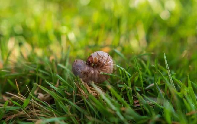 grub laying on the grass