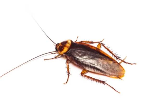 house cockroach