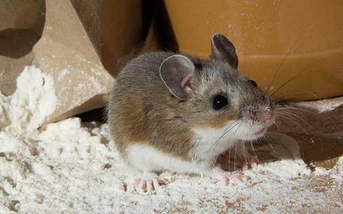 house mouse eating flour