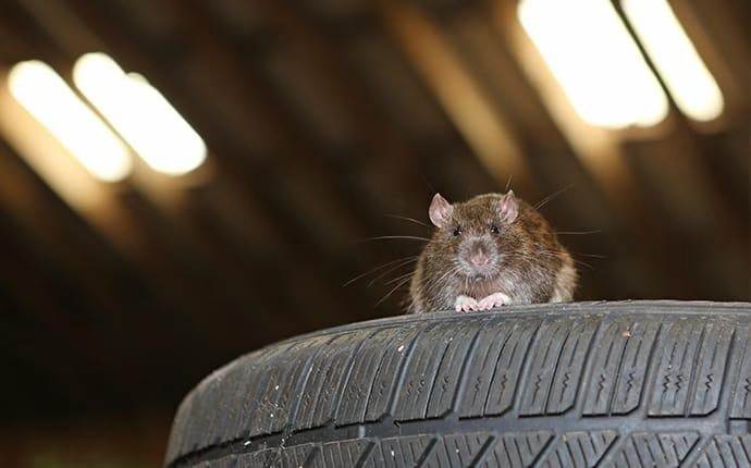 rat in garage