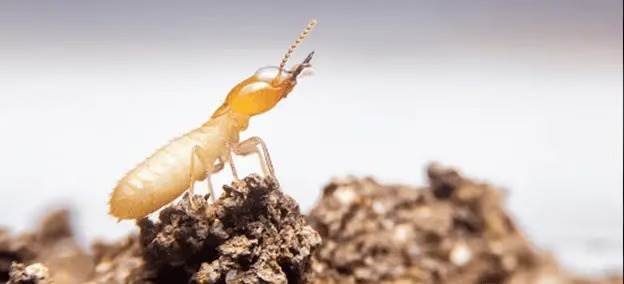 termite inspection process