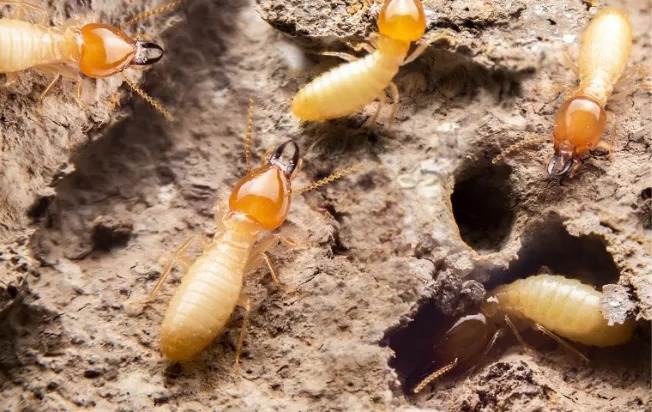 termites in miami