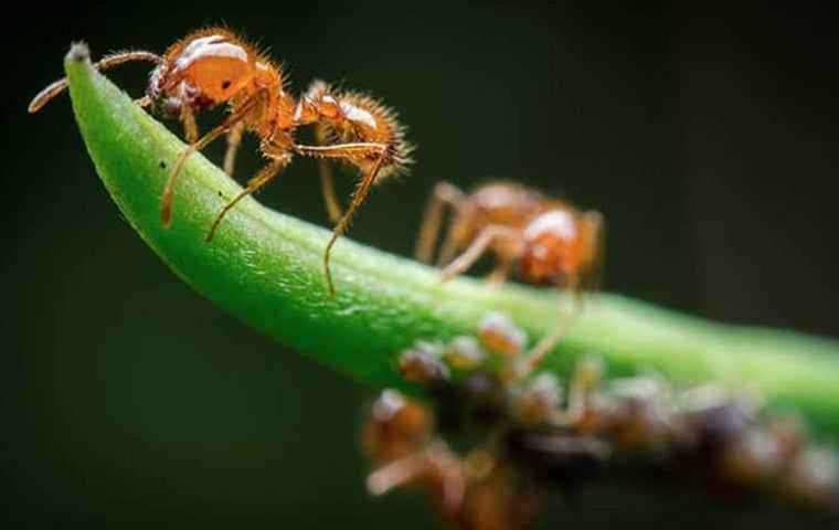 Fire Ant Control in West Palm Beach.