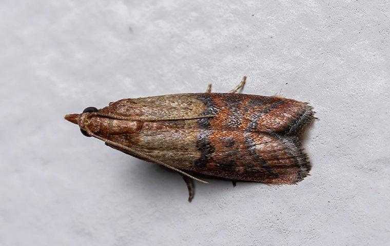 pantry pest closeup