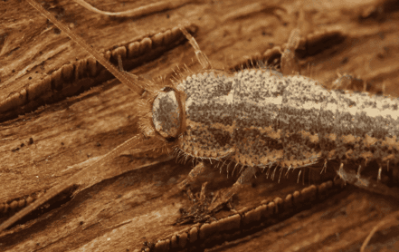 How to easily get rid of silverfish in West Palm Beach