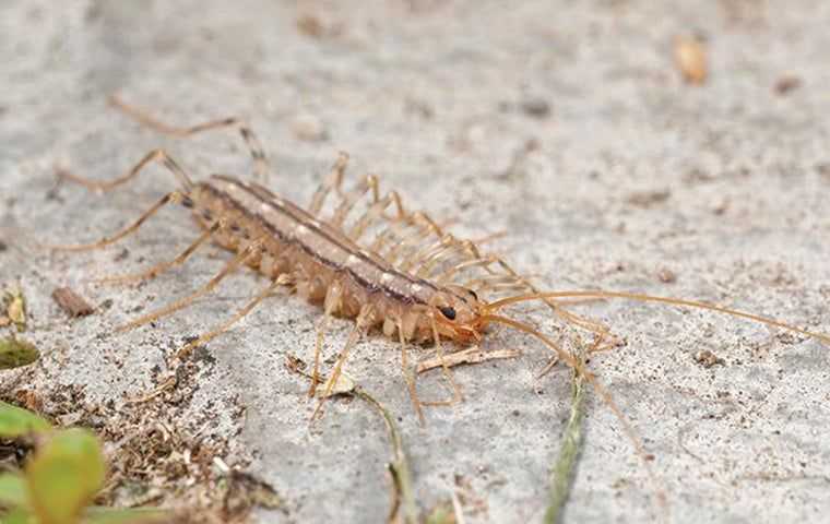 Centipede in Fort Lauderdale.