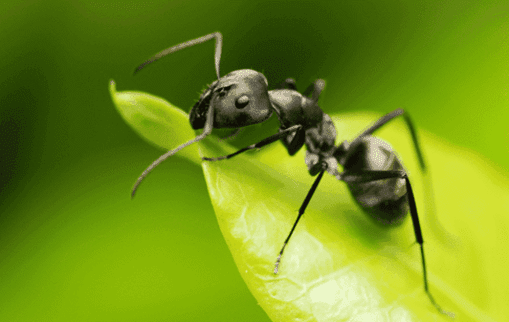 Ant Control in Port St. Lucie, FL