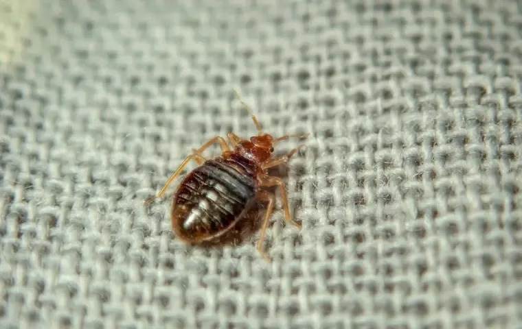 Reliable Bed Bug Solutions NYC