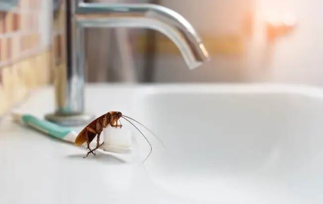 Identifying Bathroom Bugs in South Florida | Native Pest Management