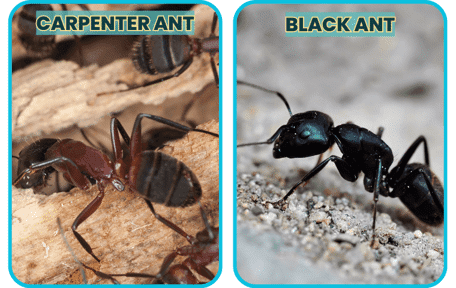 Carpenter Ant vs Black Ant Info Graphic.