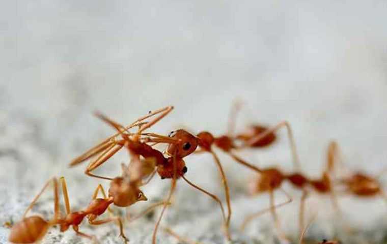 fire ants in south Florida
