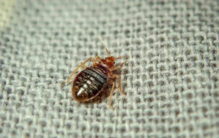 Bed bug crawling on fabric.