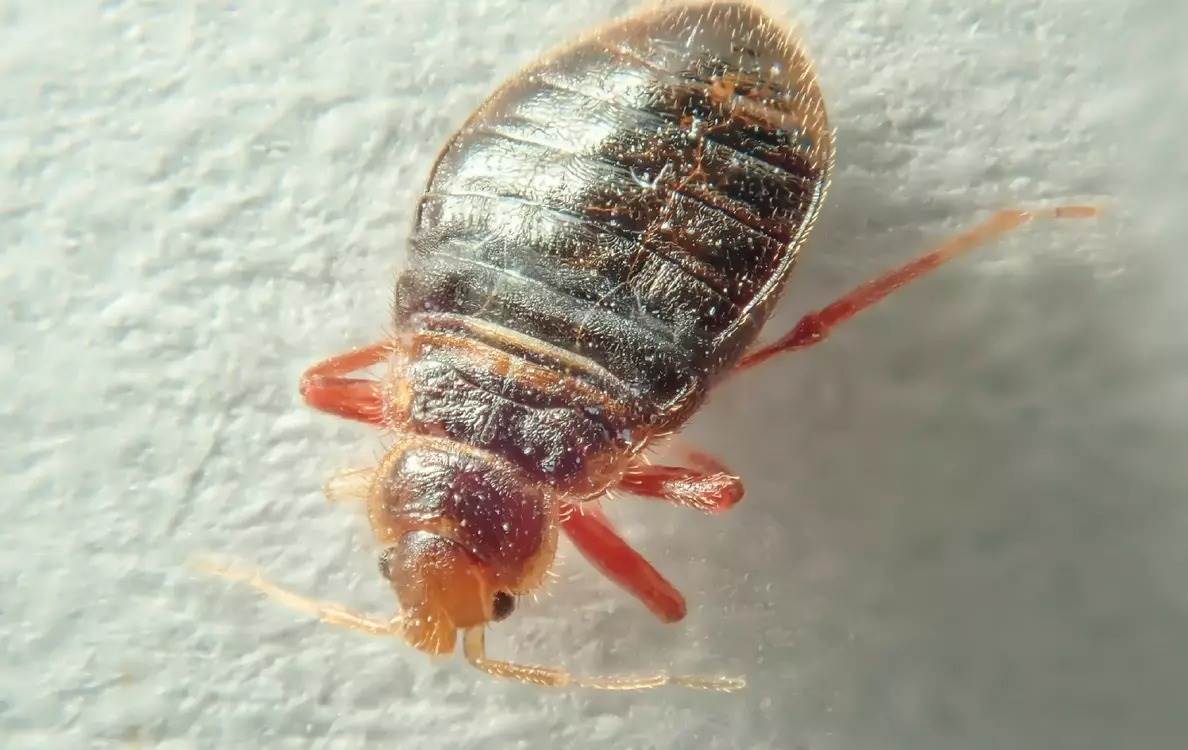 Bed bug crawling on the floor.