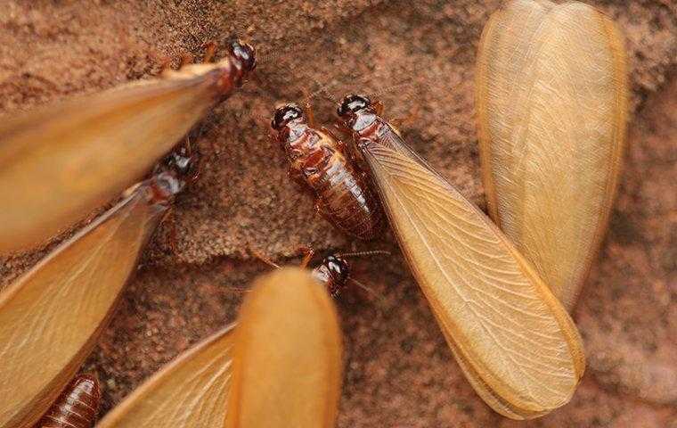 Termite Swarmers in West Palm Beach.
